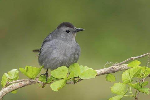 Grey Catbird (Dumetella carolinensis) perched on a branch, Texas, USA