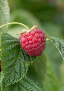 Raspberry (Rubus idaeus 'Little Sweet Sister'), BS Sämann, Germany