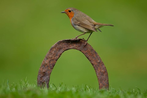 European robin (Erithacus rubecula) adult bird on a horseshoe in garden lawn, Norfolk, England,