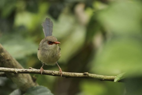 Variegated Fairywren (Malurus lamberti assimilis) female, New South Wales, Australia