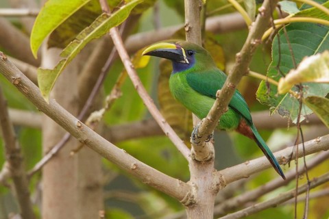 Emerald Toucanet (Aulacorhynchus prasinus) perched on a branch in Costa Rica