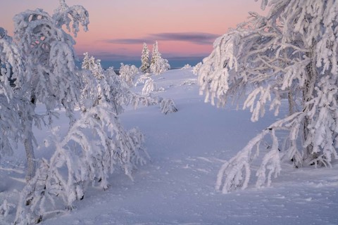 Snowy spruces and birches at dusk, Norrbotten, Lapland, Sweden, February 2024