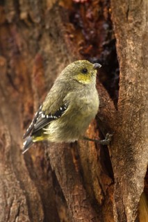 Forty-spotted Pardalote (Pardalotus quadragintus), Tasmania, Australia