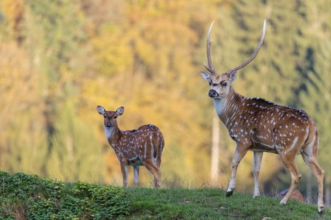 An Axis deer stag (Axis axis) and a young hind stand in a green meadow. A forest can be seen in the