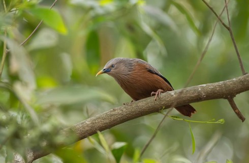 A chestnut-tailed starling (Sturnia malabarica) on tree branch, Sreepur, Gazipur, Bangladesh
