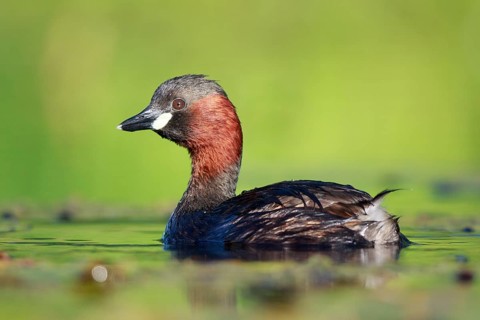Little Grebe (Tachybaptus ruficollis), North Rhine-Westphalia, Germany