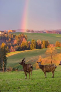 Two female sambar deer and a stag (Rusa unicolor) stand in a meadow with a rainbow behind them