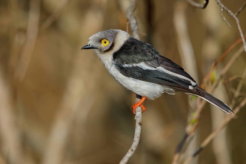 White-fronted shrike, (Prionops plumata), wanga shrike, passerine birds, Africa, Mkuze Game
