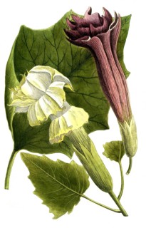 Botany, Plants, Common Pinapple, Datura stramonium, Stramonia egyptiaca foetida, Stramonia five