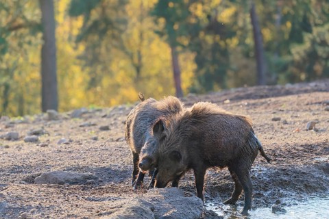 Two wild boars (Sus scrofa) are fighting fiercely in a backlit puddle. Bavaria, Germany