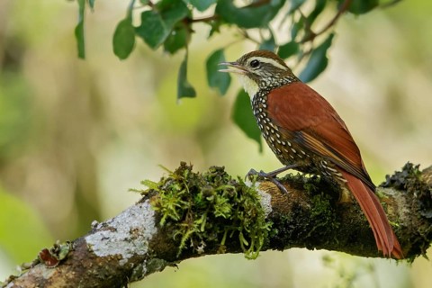 Pearled Treerunner (Margarornis squamiger) perched on a branch in the Andes Mountains of Colombia