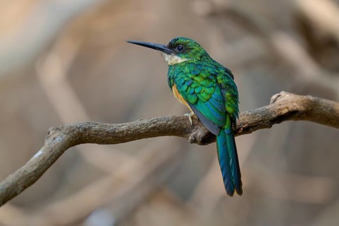 Bird with green plumage sitting quietly on a branch, Rufous-tailed jacamar (Galbula ruficauda),
