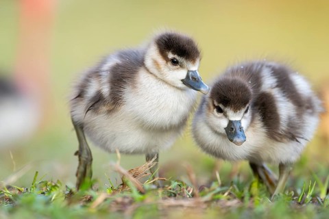 Egyptian goose (Alopochen aegyptiaca) cute chicks on a meadow at the shore of a lake, Bavaria,