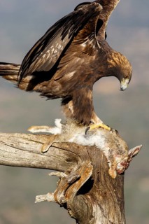 Golden Eagle (Aquila chrysaetos) male eating a rabbit, Castile and Leon, Spain