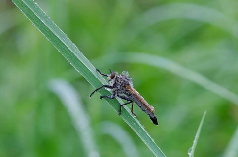 Barbarossa fly (Eutolmus rufibarbis), water droplet, close-up, blade of grass