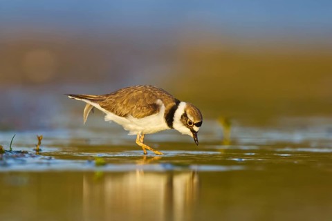 Little Ringed Plover (Charadrius dubius) foraging, North Rhine-Westphalia, Germany