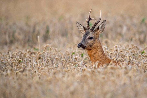 Roebuck (Capreolus capreolus) in wheat, Vechta, Lower Saxony, Germany