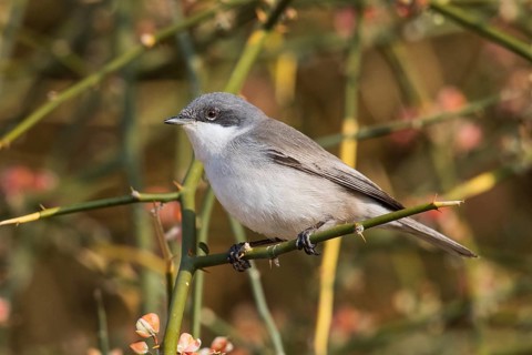Lesser Whitethroat (Sylvia curruca) perched on a twig, Eilat, Israel