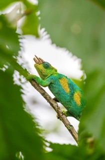 Three-horned chameleon (Trioceros jacksonii), male, between leaves on a branch, Bwindi Impenetrable
