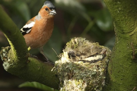Common Chaffinch (Fringilla coelebs) juvenile male, Lower Saxony, Germany