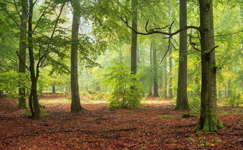 Old beech forest (fagus) in autumn with fog, Kellerwald-Edersee National Park, Hesse, Germany