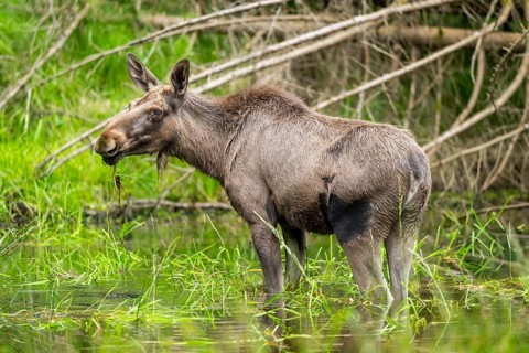 Eurasian elk (Alces alces) standing in a little swamp in early summer, Bavarian Forest, Bavaria,