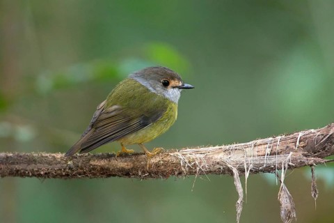 Pale-yellow Robin (Tregellasia capito nana) perched on a branch, Queensland, Australia