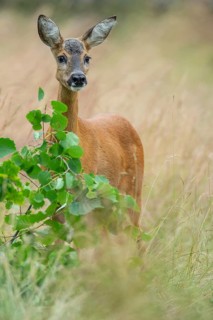 Female roe deer (Capreolus capreolus) in a meadow, grazing on a leaf, feeding, browsing, Vechta,