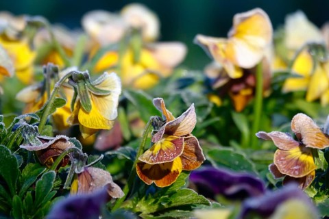 Pansies in frost, spring, Germany