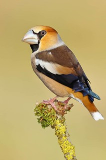 Hawfinch (Coccothraustes coccothraustes), male, sitting on a branch overgrown with moss, North