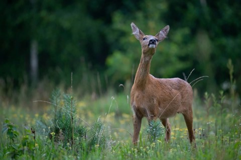 Roe deer (Capreolus capreolus) securing a forest clearing, Tyrol, Austria
