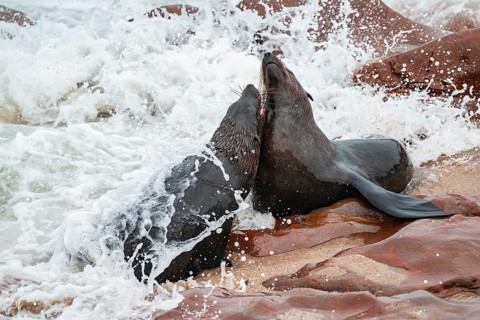 Male fur seals fighting for territory, Cape fur seal (Arctocephalus pusillus), Cape Cross, Atlantic