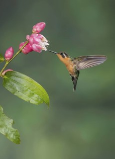 Purple-throated Mountaingem (Lampornis calolaemus) female flying while feeding at a flower, Costa