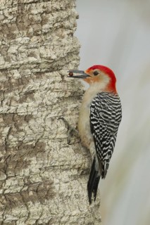 Red-bellied Woodpecker (Melanerpes carolinus) male climbing up tree, Florida, USA