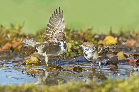 Eurasian Tree Sparrow (Passer montanus) figthting at a waterhole, Aosta Valley, Italy