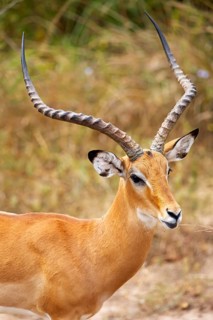 Impala (Aepyceros) with beautiful antlers, Akagera National Park or Kagera National Park, Eastern
