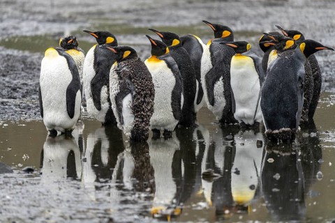 King penguins (Aptenodytes patagonicus), group during moult standing in shallow water with