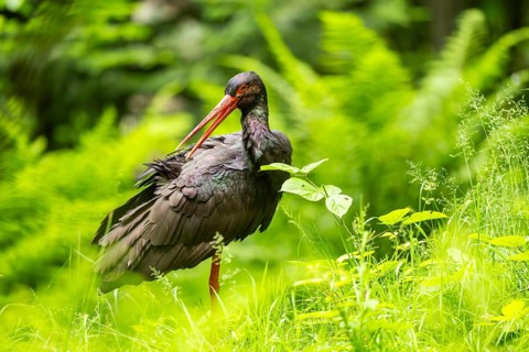 Black stork (Ciconia nigra) standing on a meadow, Bavaria, Germany