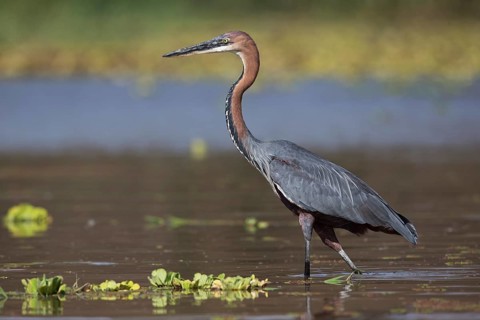 Goliath Heron (Ardea goliath), Nechisar National Park, Ethiopia