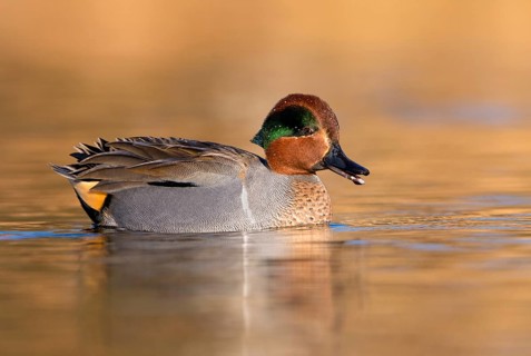Green-winged Teal (Anas carolinensis) male, British Columbia, Canada