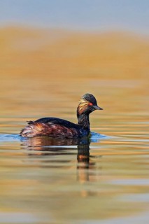 Black-necked Grebe (Podiceps nigricollis) adult bird in splendid plumage with intense red eyes
