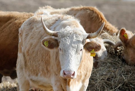 Cattle from the Jahnsfeld organic farm in Brandenburg. The suckler cows graze the surrounding