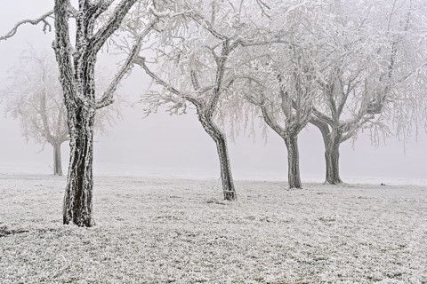 Row of trees with hoarfrost, Lindenberg, Freiamt, Canton of Aargau, Switzerland