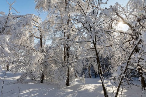 Sunny winter landscape with snow-covered trees, bushes, trails and branches covered with hoarfrost