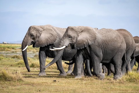 African elephant (Loxodonta africana), herd of young animals in Amboseli National Park, Rift Valley