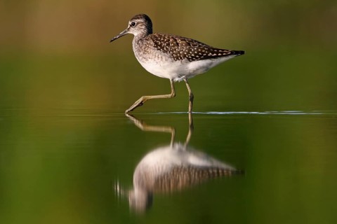 Wood sandpiper (Tringa glareola), Chevalier sylvain, Andarríos Bastardo, Raysut, Salalah, Sohar,