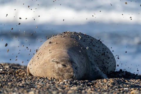 Southern elephant seal (Mirounga leonina), female, lying on the pebble beach and throwing stones on
