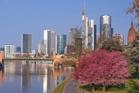 The ornamental cherries on the banks of the Main in Frankfurt start to bloom at spring arrival,
