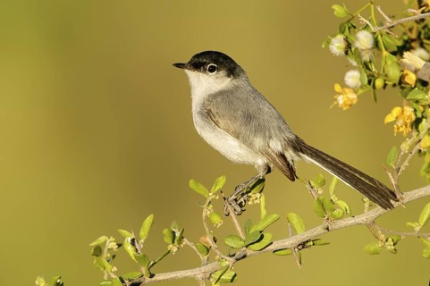 Black-tailed Gnatcatcher (Polioptila melanura), Arizona, USA