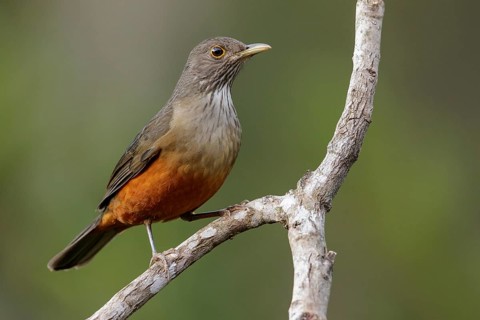 Rufous-bellied Thrush (Turdus rufiventris) perched on a branch in the Atlantic Rainforest Region of